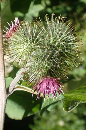 Arctium nemorosum / Wood Burdock, D Schelklingen 25.7.2015