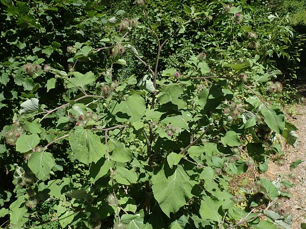Arctium nemorosum / Wood Burdock, D Schelklingen 25.7.2015