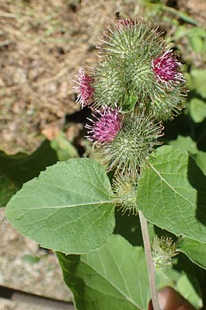 Arctium nemorosum / Wood Burdock, D Schelklingen 25.7.2015