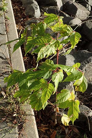 Acer negundo, Box Elder