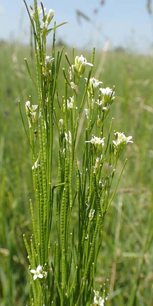 Arabis nemorensis \ Flachschotige G�nsekresse, Auen-G�nsekresse / Gerard's Rock-Cress, D Gro&szlig;-Gerau 28.5.2018