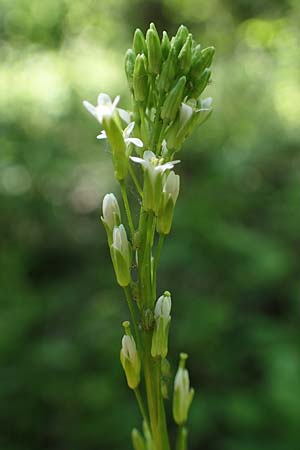 Arabis nemorensis \ Flachschotige G�nsekresse, Auen-G�nsekresse / Gerard's Rock-Cress, D Gro&szlig;-Gerau 29.5.2021