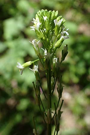 Arabis nemorensis \ Flachschotige G�nsekresse, Auen-G�nsekresse / Gerard's Rock-Cress, D Gro&szlig;-Gerau 29.5.2021
