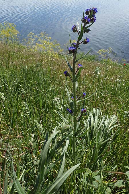 Anchusa officinalis subsp. procera \ Gro�e Ochsenzunge / Tall Bugloss, D Mannheim 13.5.2021
