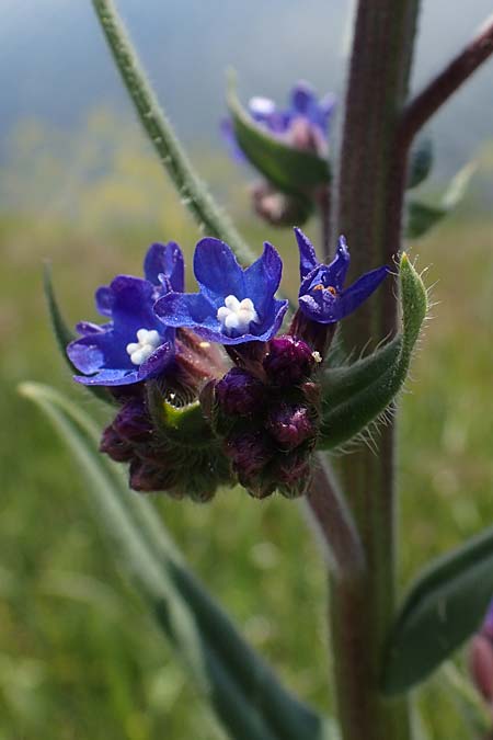 Anchusa officinalis subsp. procera \ Gro�e Ochsenzunge / Tall Bugloss, D Mannheim 13.5.2021