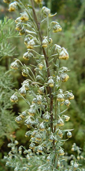 Artemisia pontica / Roman Wormwood, D Botan. Gar.  Universit.  Mainz 13.9.2008