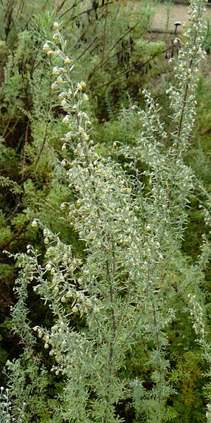 Artemisia pontica / Roman Wormwood, D Botan. Gar.  Universit.  Mainz 13.9.2008