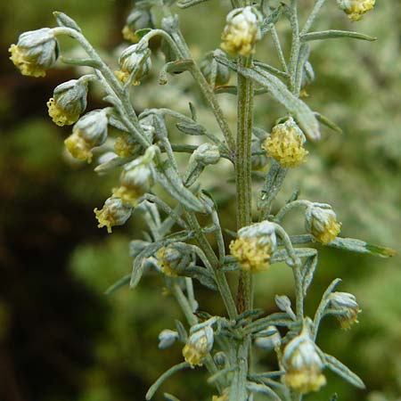 Artemisia pontica / Roman Wormwood, D Botan. Gar.  Universit.  Mainz 13.9.2008