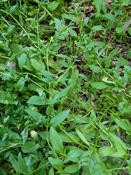 Asperugo procumbens \ Scharfkraut, Schlangen�uglein / German Madwort, D Blaubeuren 2.6.2015