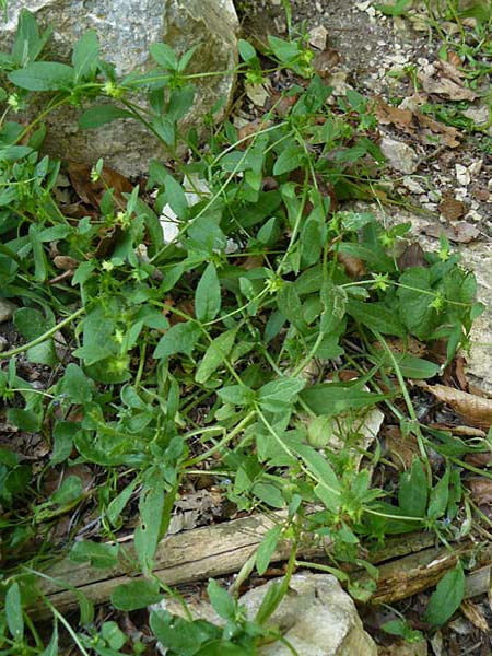 Asperugo procumbens \ Scharfkraut, Schlangen�uglein / German Madwort, D Blaubeuren 2.6.2015