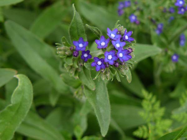 Anchusa officinalis subsp. procera \ Gro�e Ochsenzunge / Tall Bugloss, D Mannheim 4.5.2024