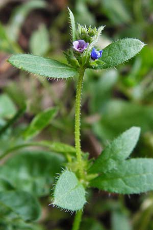 Asperugo procumbens \ Scharfkraut, Schlangen�uglein / German Madwort, D Blaubeuren 2.6.2015