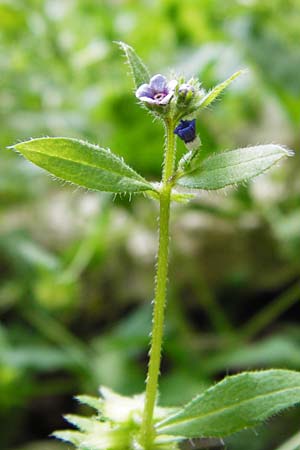 Asperugo procumbens \ Scharfkraut, Schlangen�uglein / German Madwort, D Blaubeuren 2.6.2015
