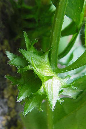 Asperugo procumbens \ Scharfkraut, Schlangen�uglein / German Madwort, D Blaubeuren 2.6.2015