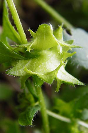 Asperugo procumbens \ Scharfkraut, Schlangen�uglein / German Madwort, D Blaubeuren 2.6.2015