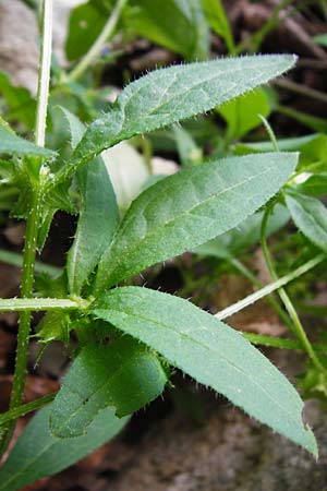 Asperugo procumbens \ Scharfkraut, Schlangen�uglein / German Madwort, D Blaubeuren 2.6.2015