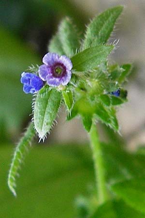 Asperugo procumbens \ Scharfkraut, Schlangen�uglein / German Madwort, D Blaubeuren 2.6.2015