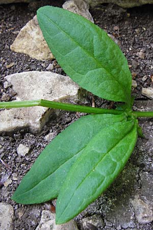 Asperugo procumbens \ Scharfkraut, Schlangen�uglein / German Madwort, D Blaubeuren 2.6.2015