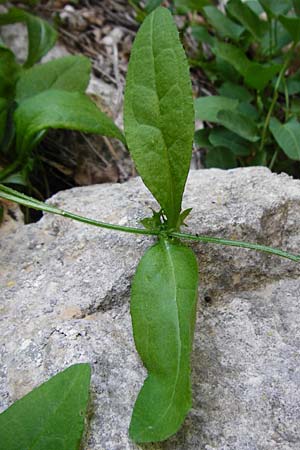 Asperugo procumbens \ Scharfkraut, Schlangen�uglein / German Madwort, D Blaubeuren 2.6.2015