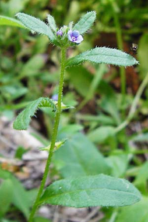 Asperugo procumbens \ Scharfkraut, Schlangen�uglein / German Madwort, D Blaubeuren 2.6.2015