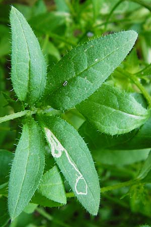 Asperugo procumbens \ Scharfkraut, Schlangen�uglein / German Madwort, D Blaubeuren 2.6.2015
