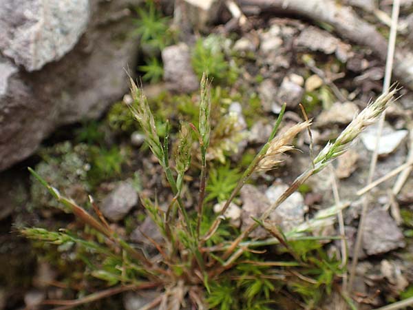 Aira praecox \ Fr�he Haferschmiele, D Schriesheim 14.5.2016