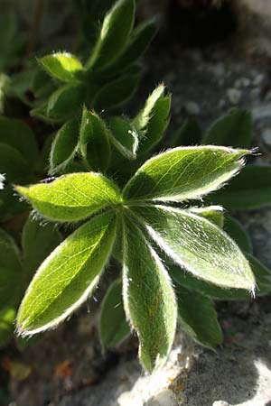 Alchemilla hoppeana \ Hoppes Frauenmantel / Hoppe's Lady's Mantle, D Pfronten 28.6.2016