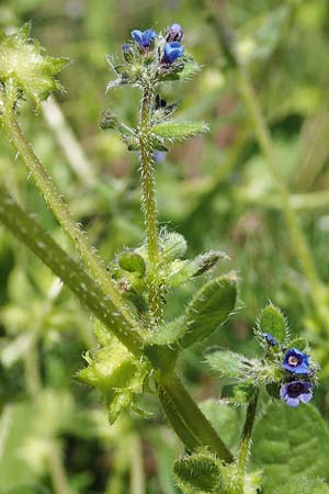 Asperugo procumbens \ Scharfkraut, Schlangen�uglein / German Madwort, D Wiesbaden-Erbenheim 26.5.2017