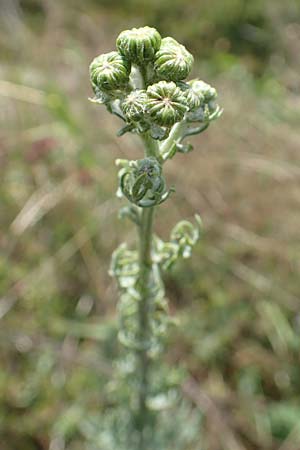 Artemisia pontica ? / Roman Wormwood, D Freiburg-Tiengen 22.7.2017