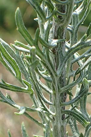 Artemisia pontica ? / Roman Wormwood, D Freiburg-Tiengen 22.7.2017