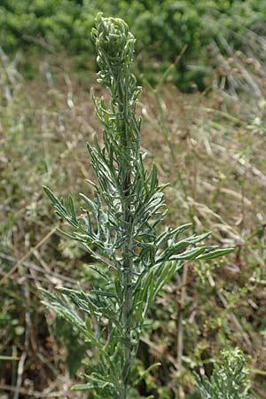Artemisia pontica ? / Roman Wormwood, D Freiburg-Tiengen 22.7.2017