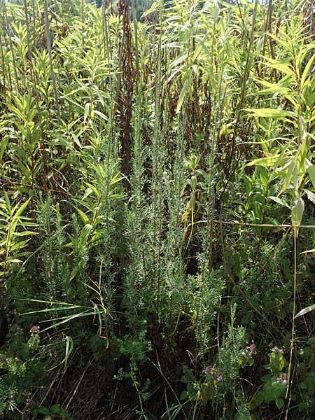 Artemisia pontica ? / Roman Wormwood, D Freiburg-Tiengen 22.7.2017