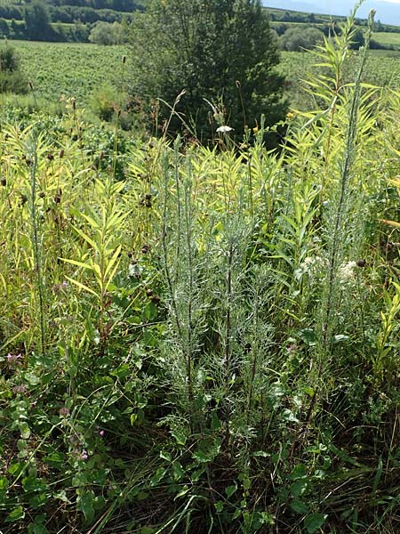 Artemisia pontica ? / Roman Wormwood, D Freiburg-Tiengen 22.7.2017