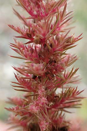 Amaranthus powellii, Gr&uuml;n&auml;hriger Amaranth