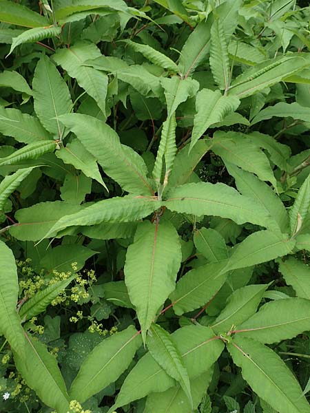 Koenigia polystachya \ Himalaya-Kn�terich / Himalayan Knotweed, D Winterberg 15.6.2018