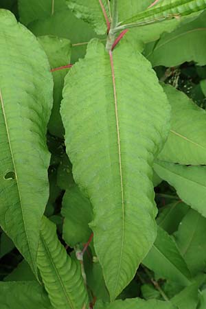 Koenigia polystachya \ Himalaya-Kn�terich / Himalayan Knotweed, D Winterberg 15.6.2018