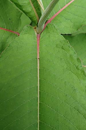 Koenigia polystachya \ Himalaya-Kn�terich / Himalayan Knotweed, D Winterberg 15.6.2018