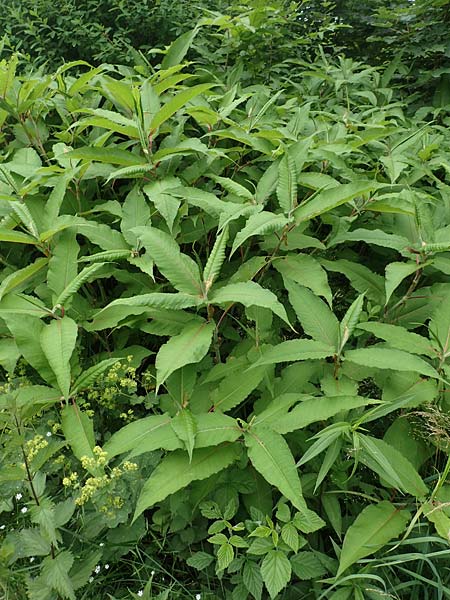 Koenigia polystachya \ Himalaya-Kn�terich / Himalayan Knotweed, D Winterberg 15.6.2018