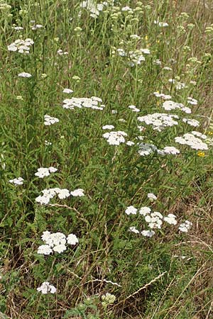 Achillea pratensis \ Rasige Wiesen-Schafgarbe / Meadow Milfoil, D Gr&uuml;nstadt-Asselheim 16.6.2018