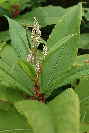 Koenigia polystachya \ Himalaya-Kn�terich / Himalayan Knotweed, D Winterberg 24.8.2018
