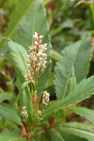 Koenigia polystachya \ Himalaya-Kn�terich / Himalayan Knotweed, D Winterberg 24.8.2018