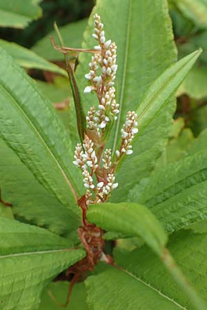 Koenigia polystachya, Himalaya-Kn�terich