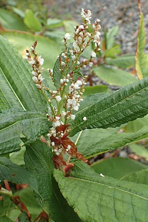 Koenigia polystachya \ Himalaya-Kn�terich / Himalayan Knotweed, D Winterberg 24.8.2018