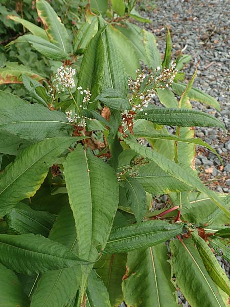 Koenigia polystachya \ Himalaya-Kn�terich / Himalayan Knotweed, D Winterberg 24.8.2018