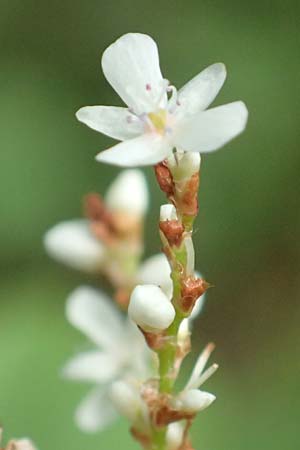 Koenigia polystachya \ Himalaya-Kn�terich / Himalayan Knotweed, D Winterberg 24.8.2018