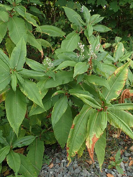 Koenigia polystachya \ Himalaya-Kn�terich / Himalayan Knotweed, D Winterberg 24.8.2018