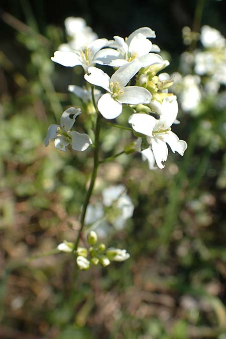 Arabis procurrens \ Ungarische G�nsekresse, Karpaten-Schaumkresse / Running Rock-Cress, D Weinheim an der Bergstra&szlig;e 31.3.2020