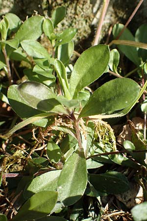 Arabis procurrens \ Ungarische G�nsekresse, Karpaten-Schaumkresse / Running Rock-Cress, D Weinheim an der Bergstra&szlig;e 31.3.2020