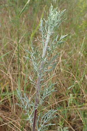 Artemisia pontica ? / Roman Wormwood, D Gr&uuml;nstadt-Asselheim 15.6.2020