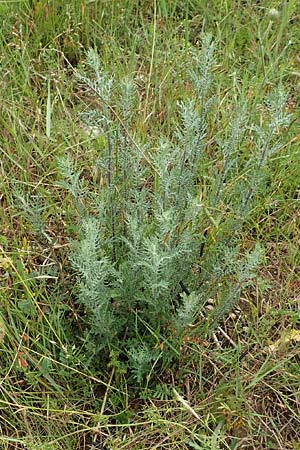 Artemisia pontica ? / Roman Wormwood, D Gr&uuml;nstadt-Asselheim 15.6.2020